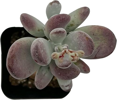 Miniatura 2 de Sprout N Green Cotyledon Orbiculata cv., Planta suculenta viva rara totalmente enraizada en maceta de 2 pulgadas con tierra, decoración de boda en