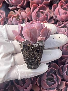 Amazon.co.jp: 105苗セット S87-6 夕焼けの舞 多肉植物 エケベリア