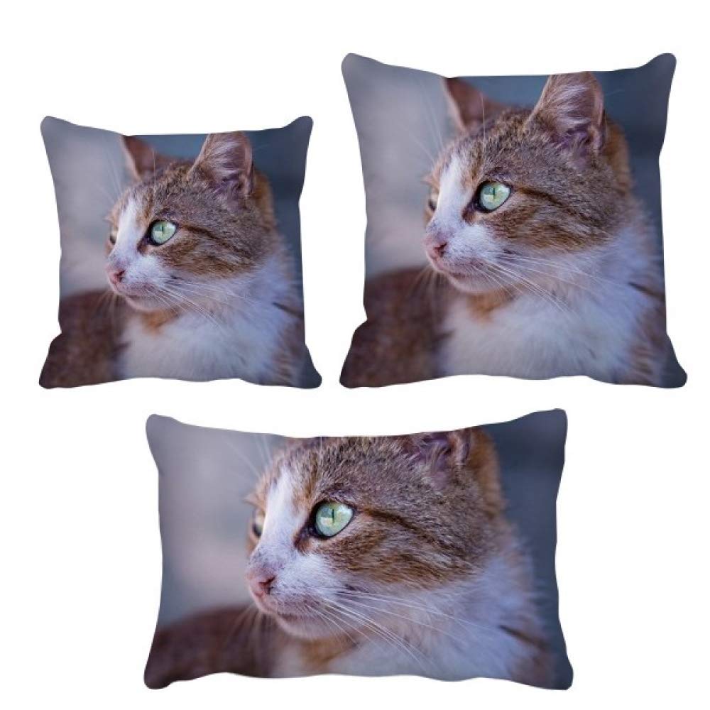 Housse de coussin chat marron pour creer un coin lecture cocooning au salon
