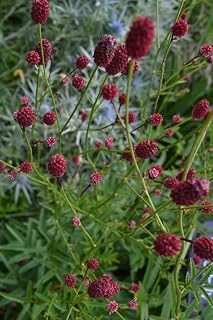 Sanguisorba menziesii – Alaskan Burnet 10 Seeds - Hardy, Tall, Striking Maroon