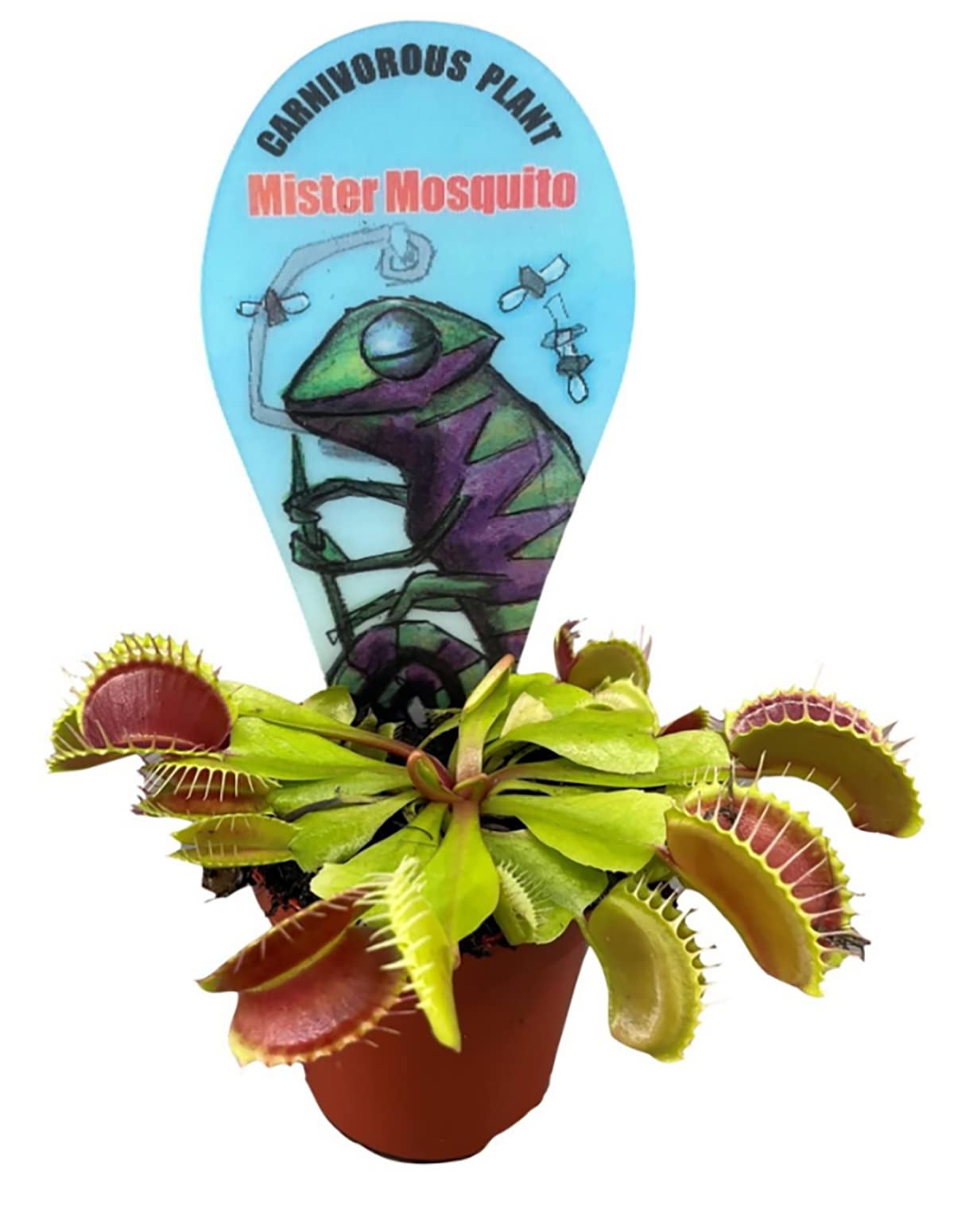 Mini Dionaea Vénus Attrape-mouche en pot Ø 6 cm Plante carnivore - Hauteur : 5-8 cm - Plante d'intérieur et d'extérieur Plante de marais