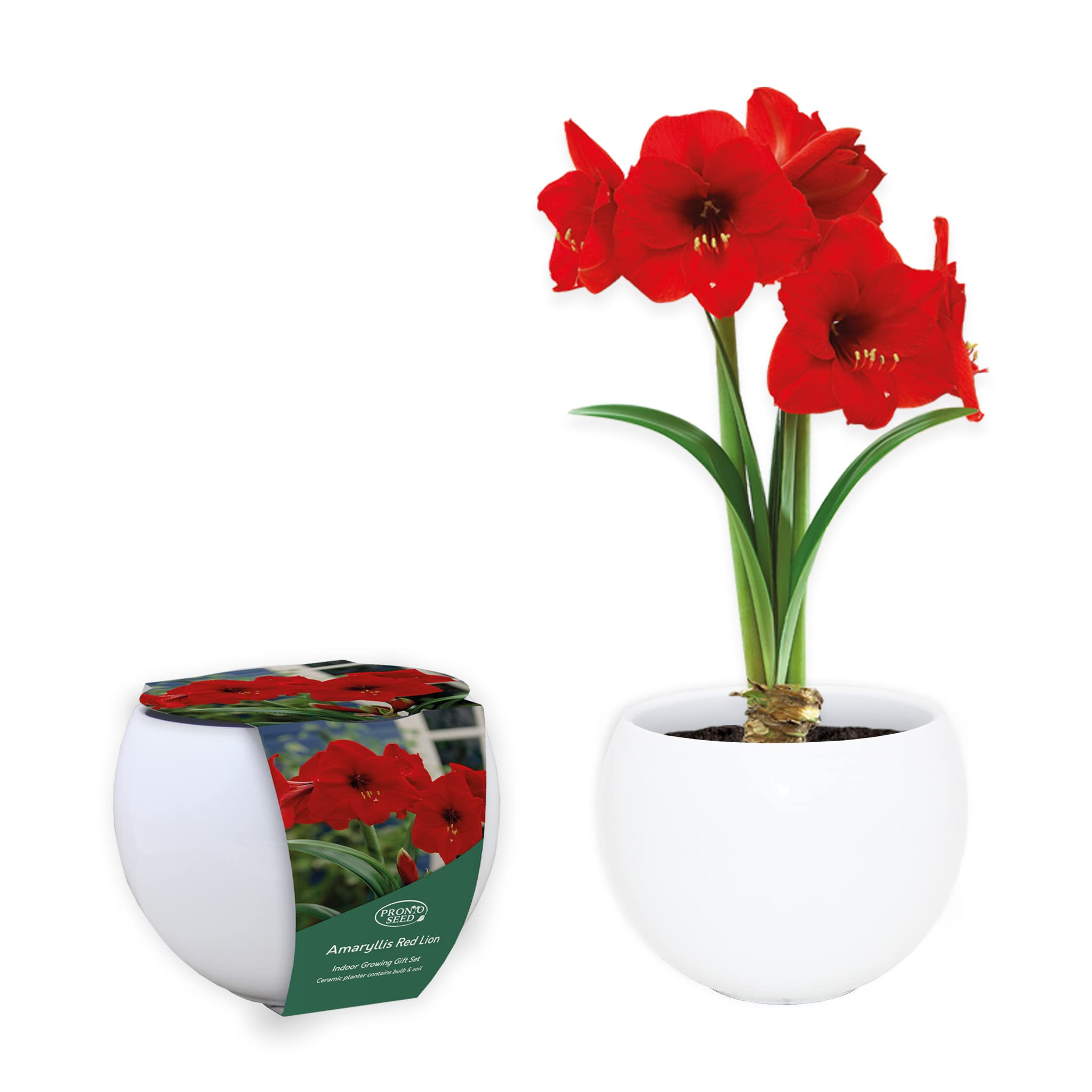 Pronto Seed Amaryllis Red Lion Indoor Bulb Growing Kit with White Ceramic Pot - Gardening Gift Set with Blooming Bulb & Growing Medium - Stunning Bulbs for Planting UK - Gardening Gift Set