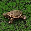 Amazon.com: VAIPI 4 Pcs Mini Turtles Miniature Figurines Simulation ...