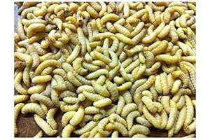 500 Live Wax Worms: Unmatched Vitality in Reptile Food and Ice Fishing Bait