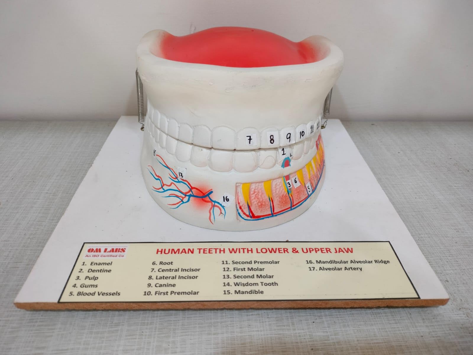 Human Teeth Upper Jaw & Lower Jaw Brand OM Labs-image-45