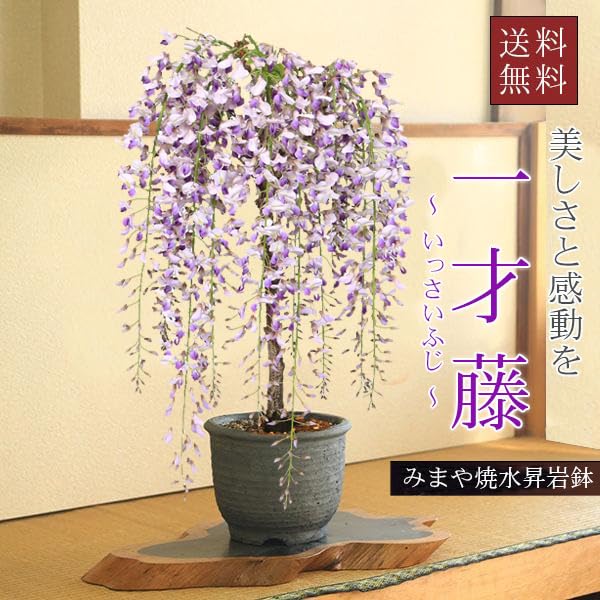 Amazon | 遊恵盆栽：盆栽 一才藤（みまや焼水昇岩鉢）*（春に開花