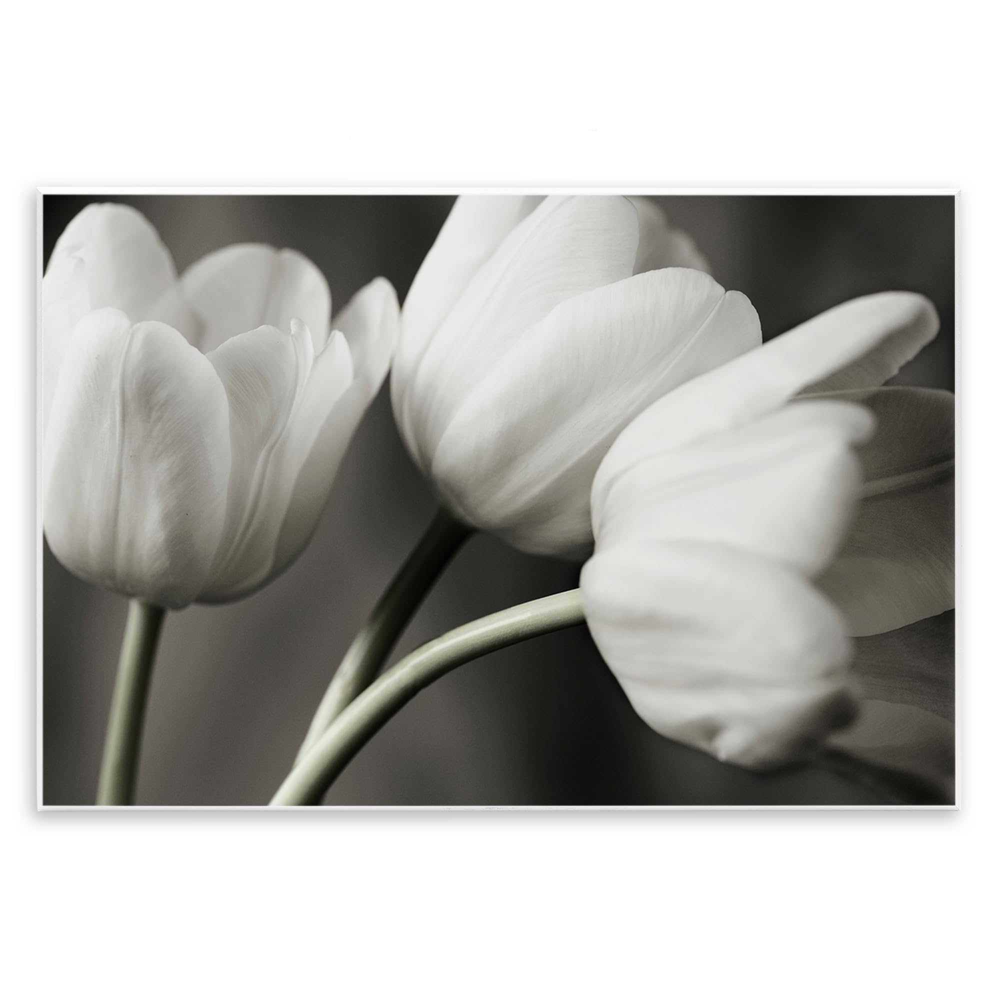 Stupell Industries 'Row Of Monochrome Tulips', Wall Plaque Art, 19 x 13 Inches, Easy to Hang and Sturdy, Made in USA, by Tom Quartermaine