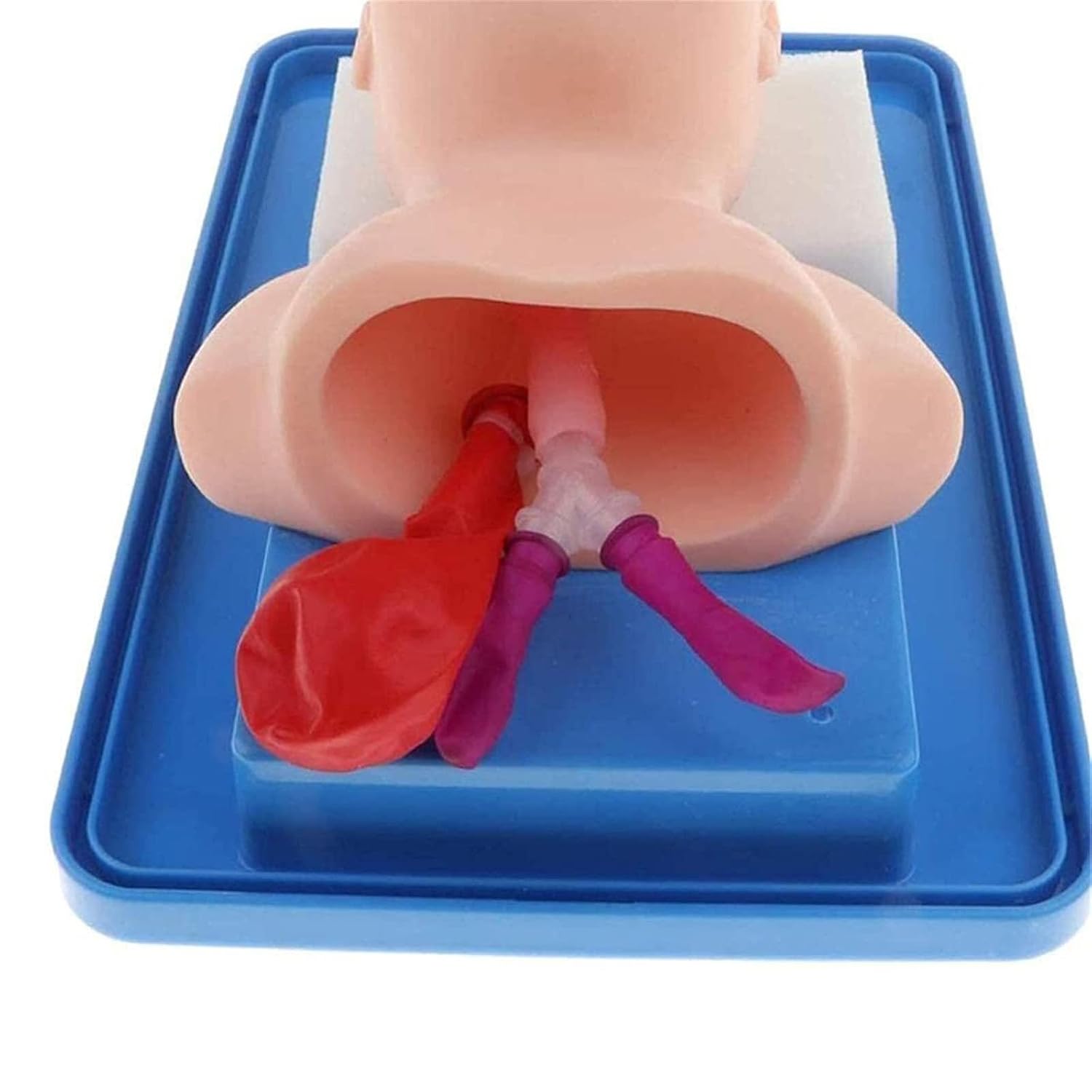 Newborn Baby Intubation Manikin,Teaching Baby Model Lab Airway Management Trainer Intubation Manikin Medical Study