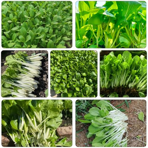 pak choi jardín interior semillas de semillas de balcón resistentes balcón camas elevadas decorativas verdes 100pcs