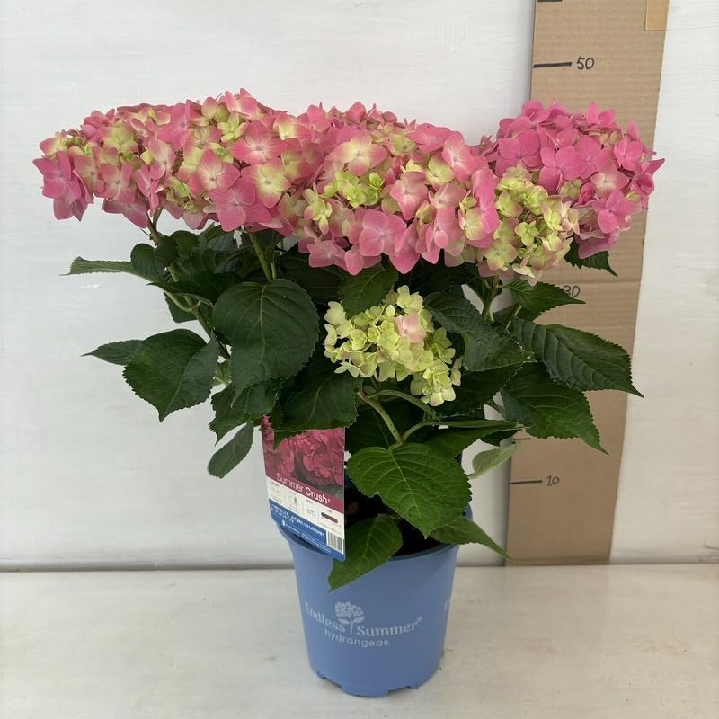 Amazon.co.jp: アジサイ サマークラッシュ あじさい 紫陽花 5号