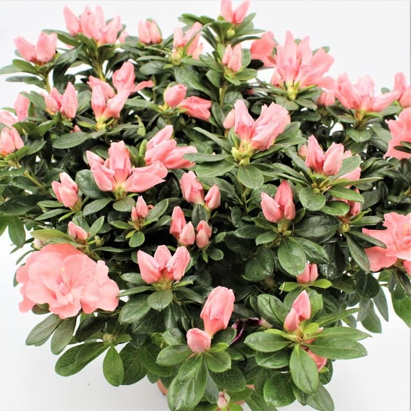 Planta de azalea viva, arbusto de planta de azalea, planta viva de azalea refloreciente, flor de azalea rosa, planta de 1 galón