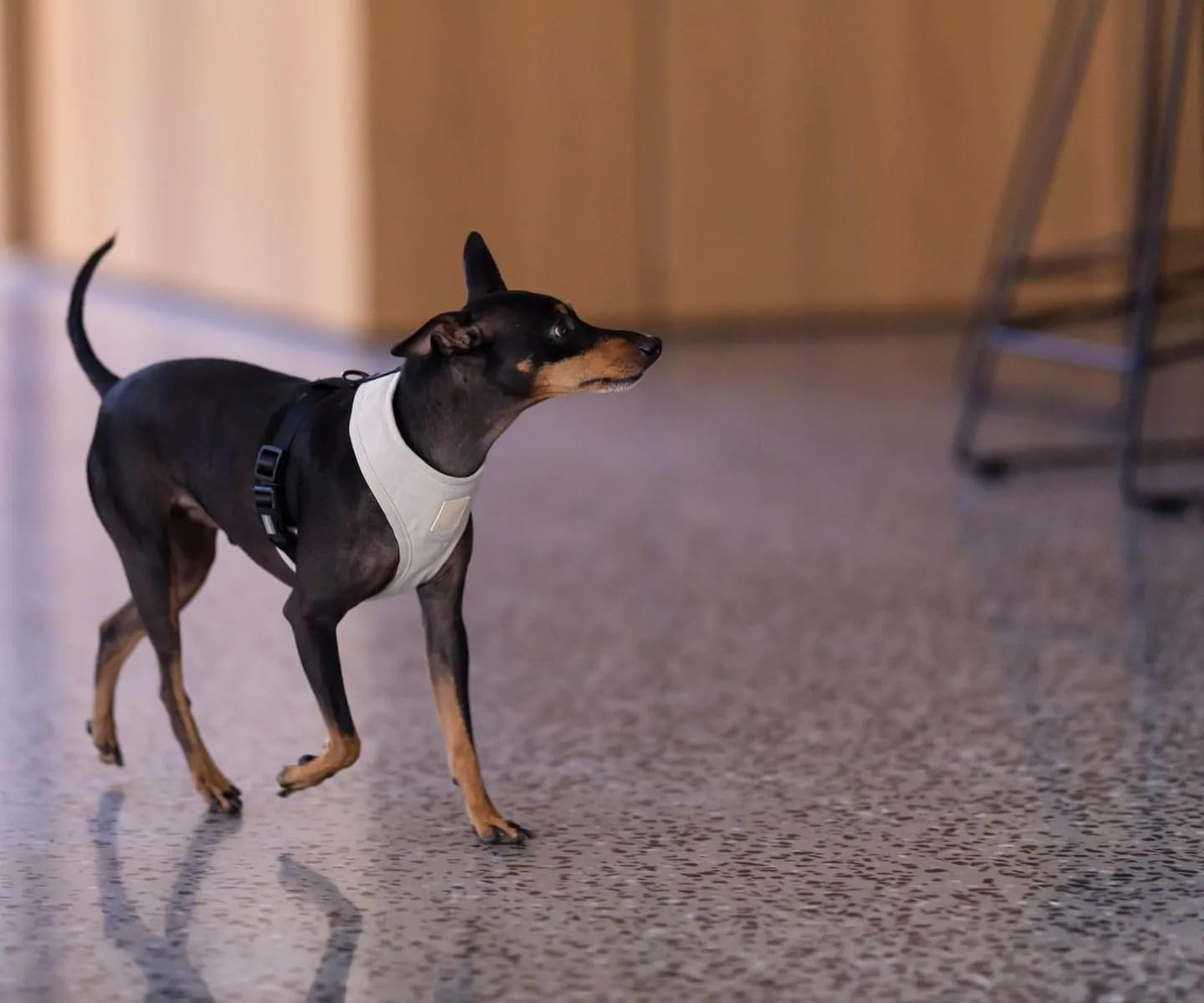 FuzzYard Life Cotton Adjustable Dog Harness, Solid Colors (Sandstone, Large)