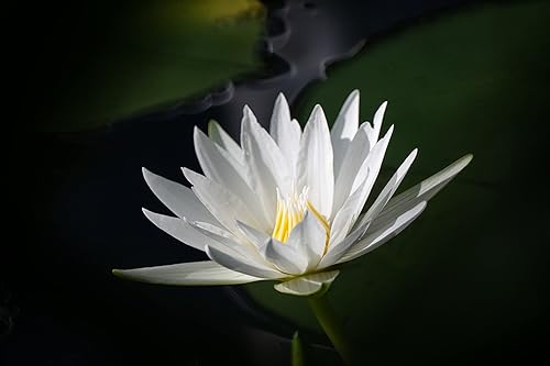 Miniatura 14 de Tokina SZX 19.685 in F8 MF para Sony E Negro