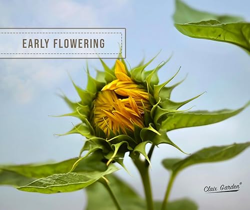 Miniatura 5 de Semillas de girasol gigantes para plantar, color gris mamut, 75 semillas, 100% sin OMG, polinizado abierto, atrae colibríes, abejas y mariposas