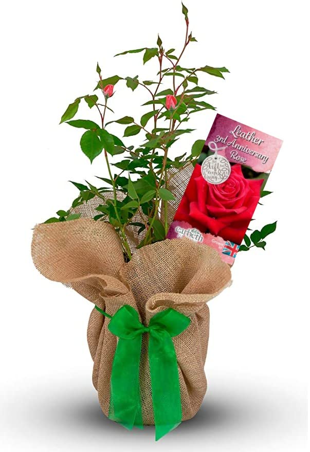 Carbeth Plants Leather 3rd Wedding Anniversary Rose Gift Wrapped in 3L Pot - Rich Red Rose Plant for Gifting, Loved Ones & Special Occasions