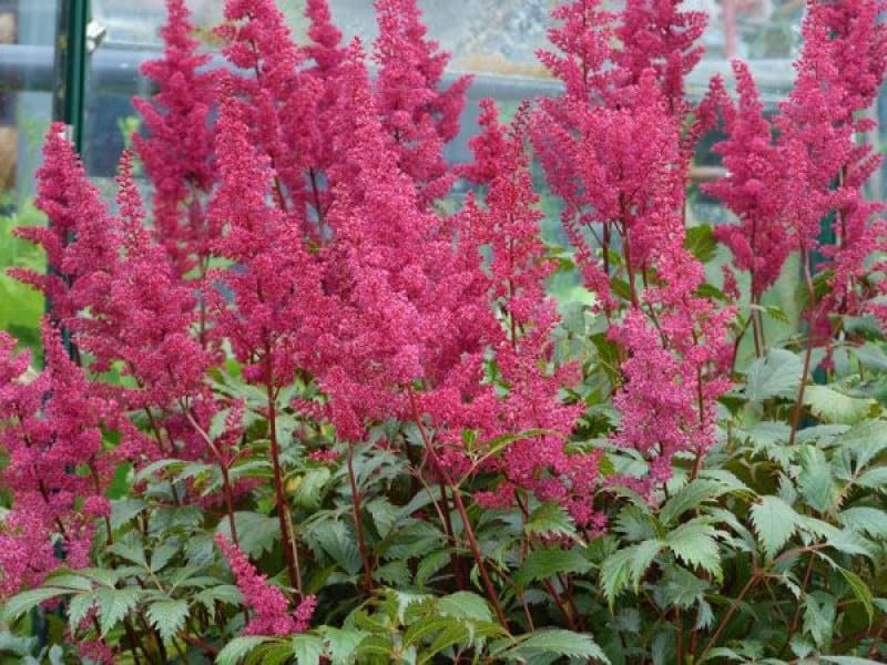 Astilbe Arendsii 2 Litre Pot Size