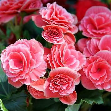 Amazing Deal - 4 Pack Strawberry Ripple Begonia Flower Bulbs - Grows Three/Four Times Bigger Than Normal Begonias - Pink & White Easy to Grow Bulbs - Attracts Butterflies, Bees & Hummingbirds