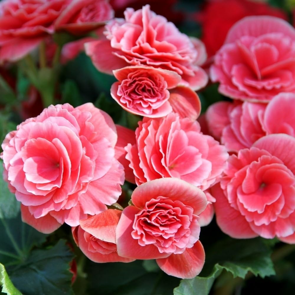 Amazing Deal (4 Pack) Strawberry Ripple Begonia Flower Bulbs - Grows Three/Four Times Bigger Than Normal Begonias - Pink & White Easy to Grow Bulbs - Attracts Butterflies, Bees & Hummingbirds
