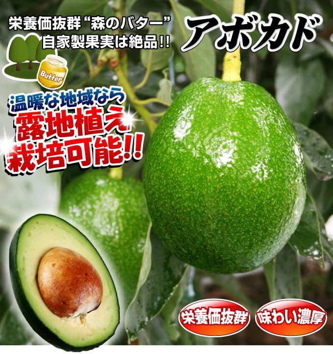 アボカド　メキシコーラ Amazon.co.jp: 果樹苗 アボカド メキシコーラ (Aタイプ) 1株/ 国