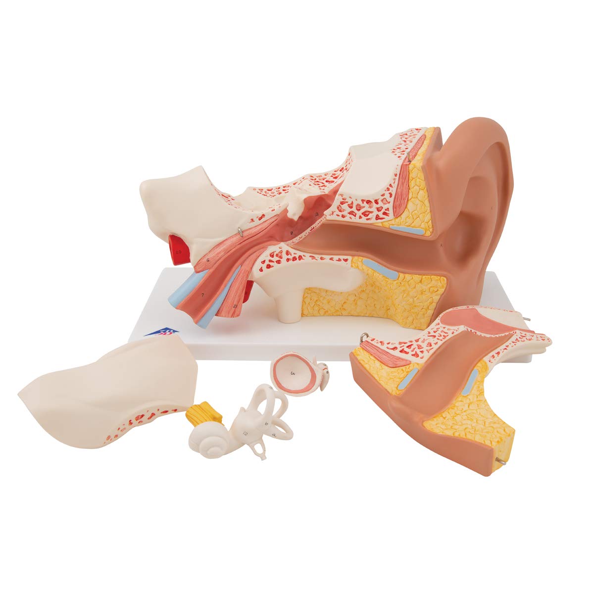 3B Scientific E11 Giant Ear-Advanced Version 3x life size 6 part - 3B Smart Anatomy