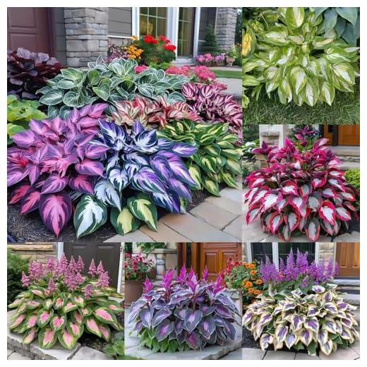 330+ Mixed Color Hosta Seeds for Planting - Shade-Tolerant Perennials, Dual Use for Ground Cover & Pots, Create Cool Shaded Gardens
