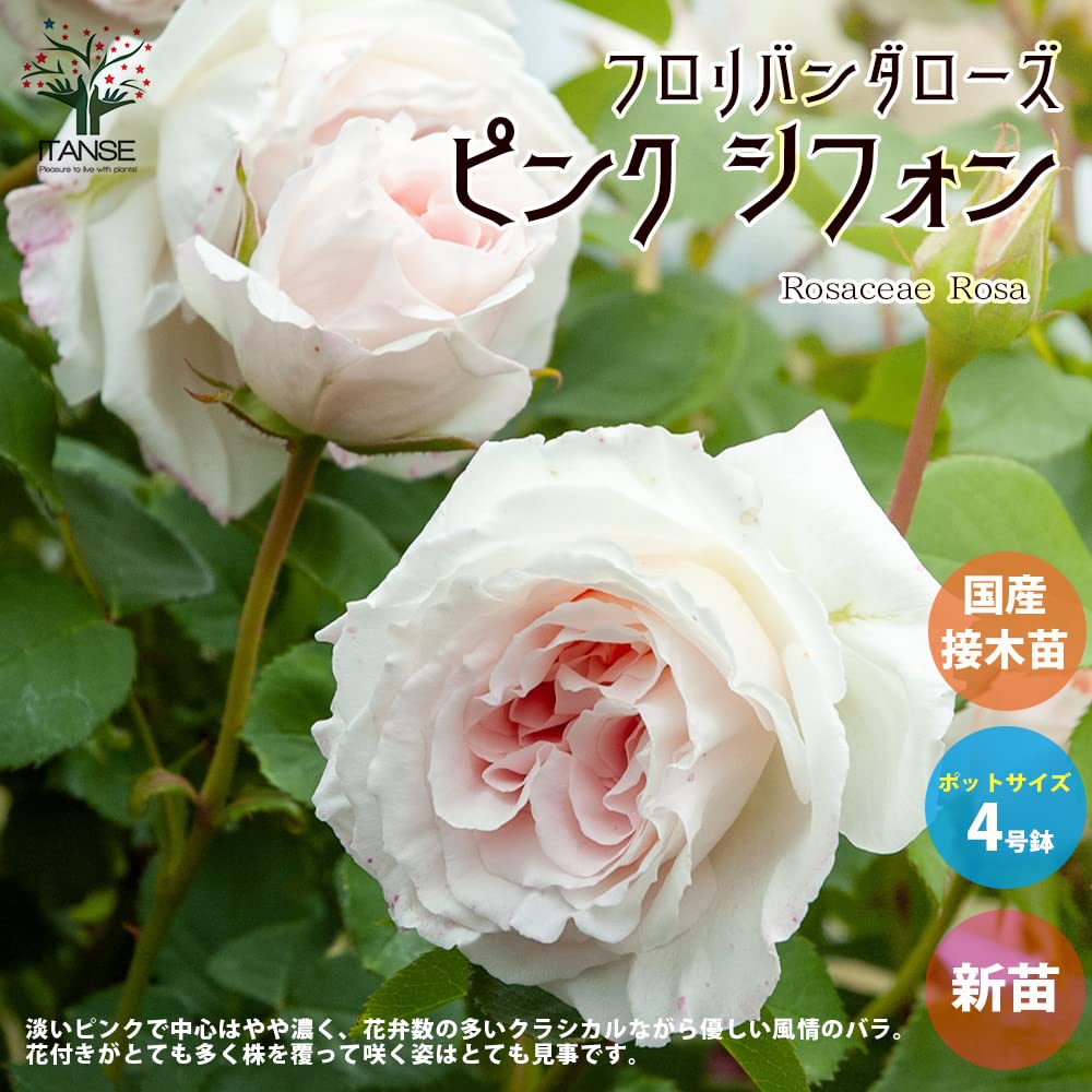 Amazon.co.jp: ITANSE 薔薇 ピンク シフォン 4号 1個売り[花木苗