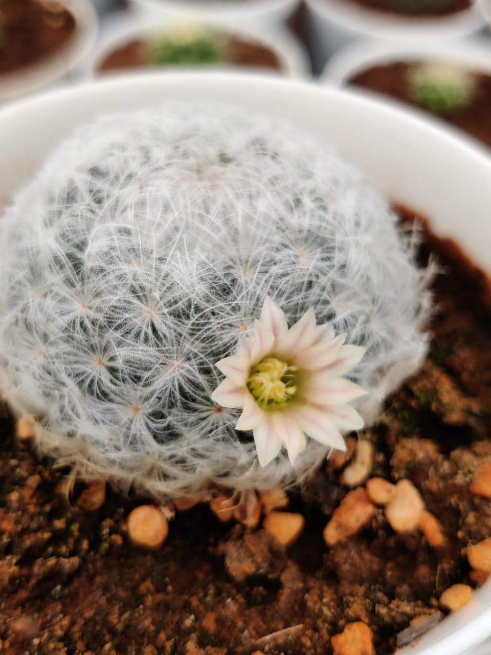 Dream Nursery mammillaria plumosa Cactus Live Plant (Rare) Size 2.5inches Blooming Size-image-45
