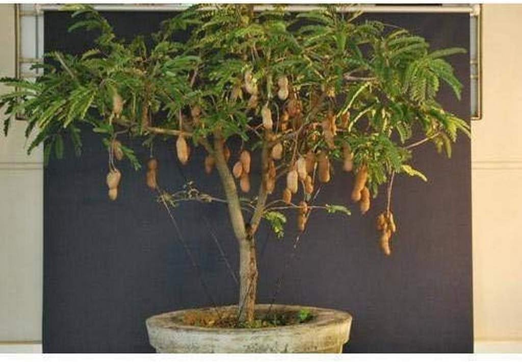 Creative Farmer Live Plant Sweet Tamarind Grafted Tamarind Fruit (Tamarindus Indica) (1 Healthy Live Fruit Plant)