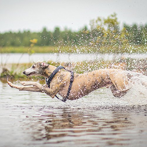 Hurtta Gepolstertes Hund-Geschirr, Y-Form