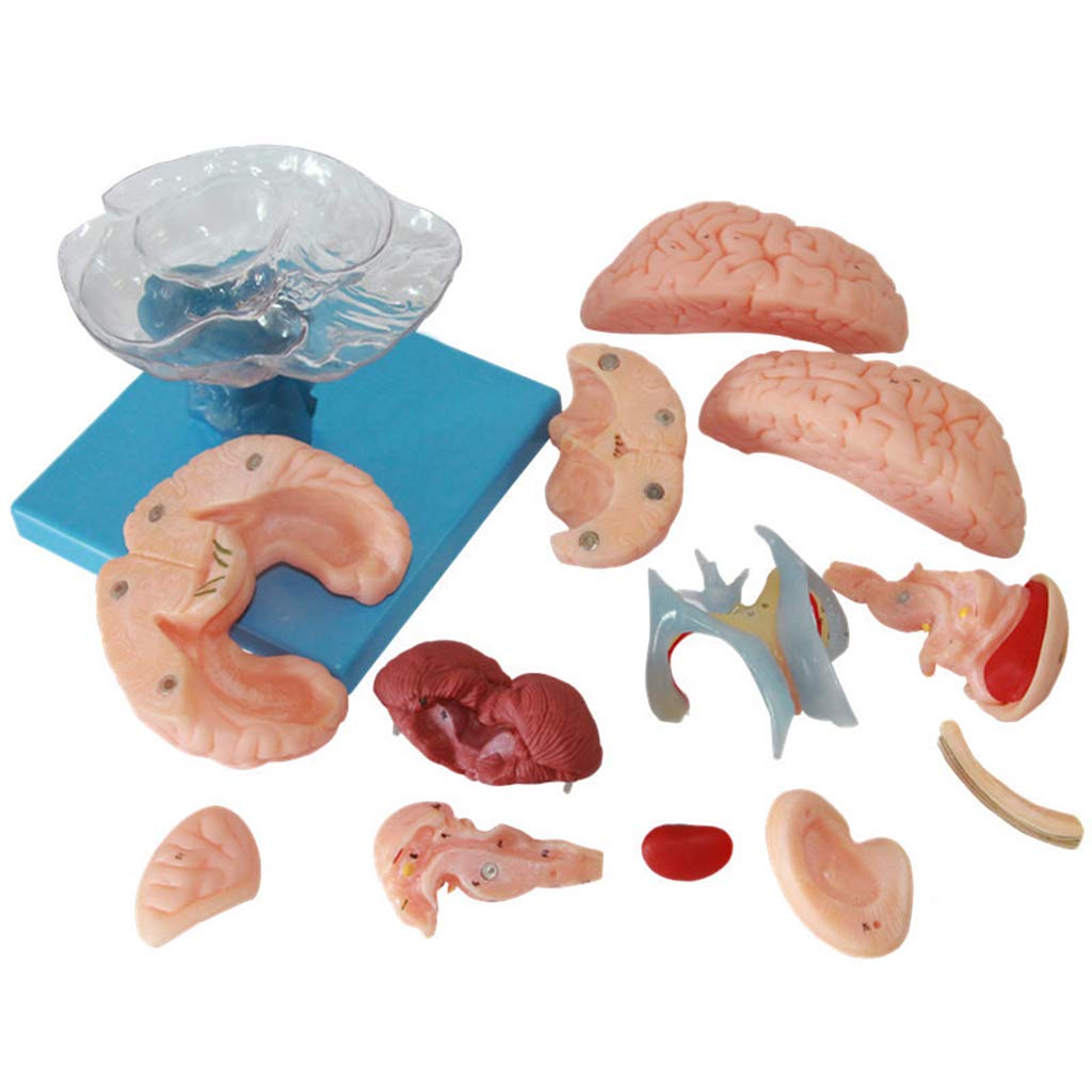 Sjdopulse Detachable Cerebellar Model - Human Brain Anatomical Model - Disassembled Anatomical Pvc Human Brain Model - For Study Display Teaching Medical Model