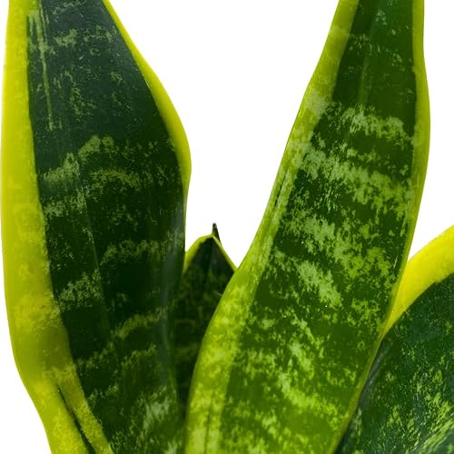 Miniatura 4 de BubbleBlooms Planta de serpiente abigarrada en maceta clásica de 4 pulgadas Dracaena trifasciata Lengua de Vaca, Lengua de Vaca