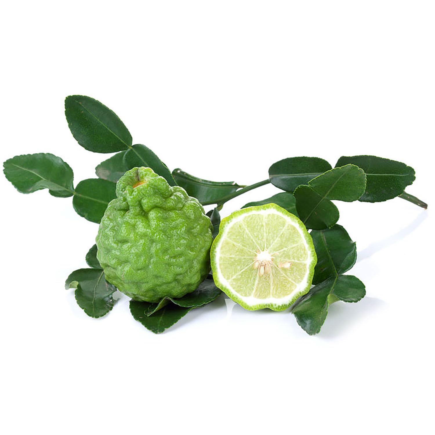 Pianta Di Agrumi Combawa In Vaso 20 Cm - Altezza 70 Cm, 2-3 Anni, Made In Italy - Foglie Aromatiche Per Cucina