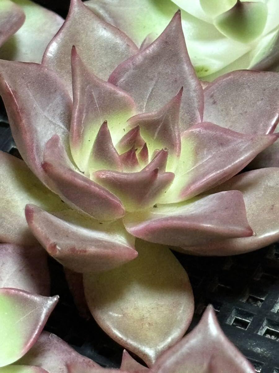 Amazon.co.jp: 多肉植物 韓国苗 レッドマディバ 1苗エケベリア カット