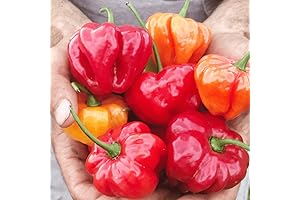 Aji Dulce Sweet Chili Pepper: Premium Non-GMO Seeds for Home Gardeners