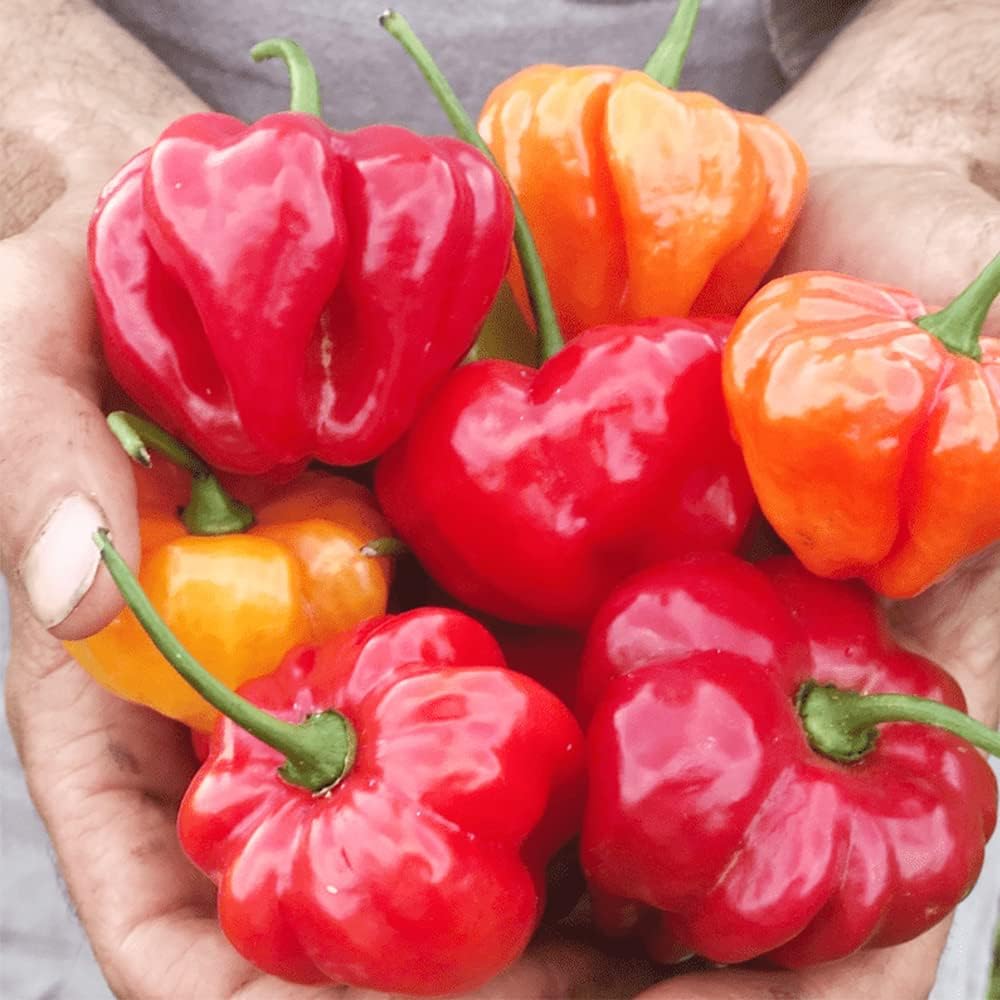 QAUZUY GARDEN 100 Seeds Aji Dulce Sweet Chili Pepper