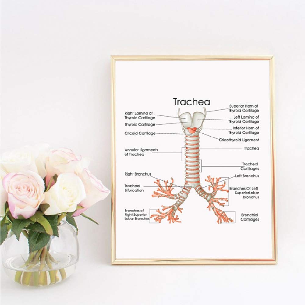 Trachea Radiology Trachea Diagram Labeled Premium Vector | Human Lung Respiratory System