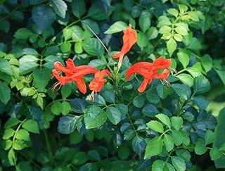 New 20Pcs Cape Honeysuckle Flower Seeds Orange Generic
