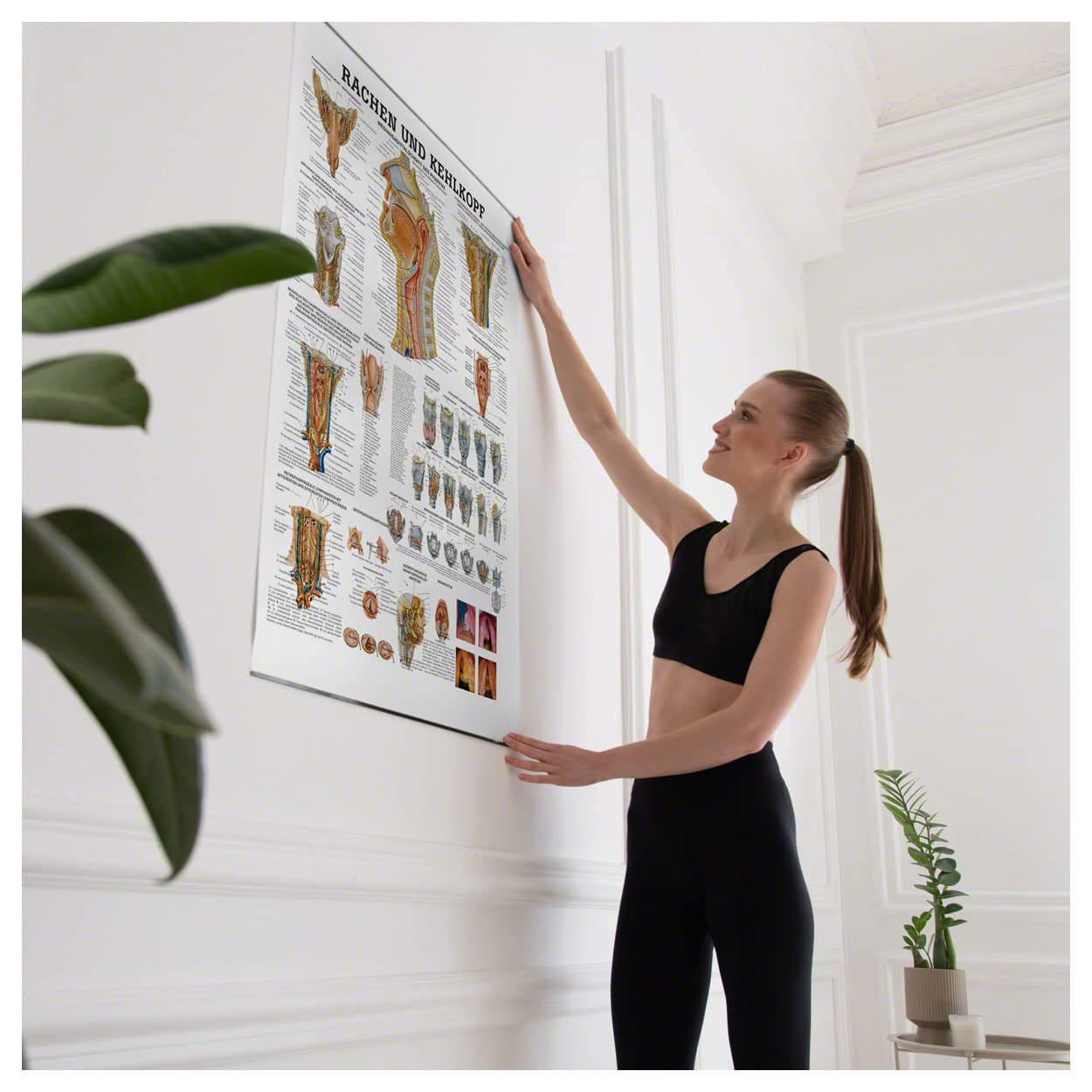 Sport-Tec Rachen und Kehlkopf Lehrtafel Anatomie 100x70 cm medizinische Lehrmittel
