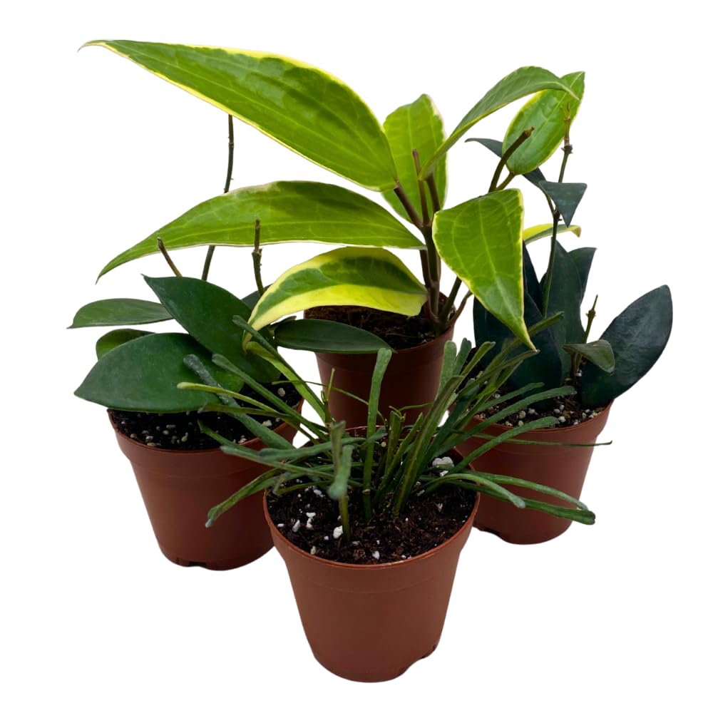 BubbleBlooms Hoya Variety Assortment Set of 4