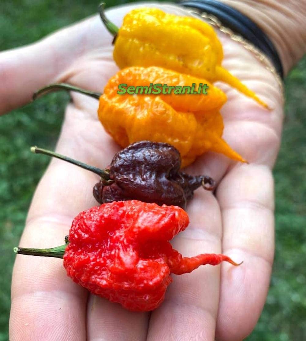60 Semillas en 6 Variantes de CAROLINA REAPER: RED, CHOCOLATE, YELLOW, ORANGE, CARAMEL y LEMON REAPER, el Chile más Picante del Mundo + Guía de Cultivo + Grupo de Apoyo en Facebook