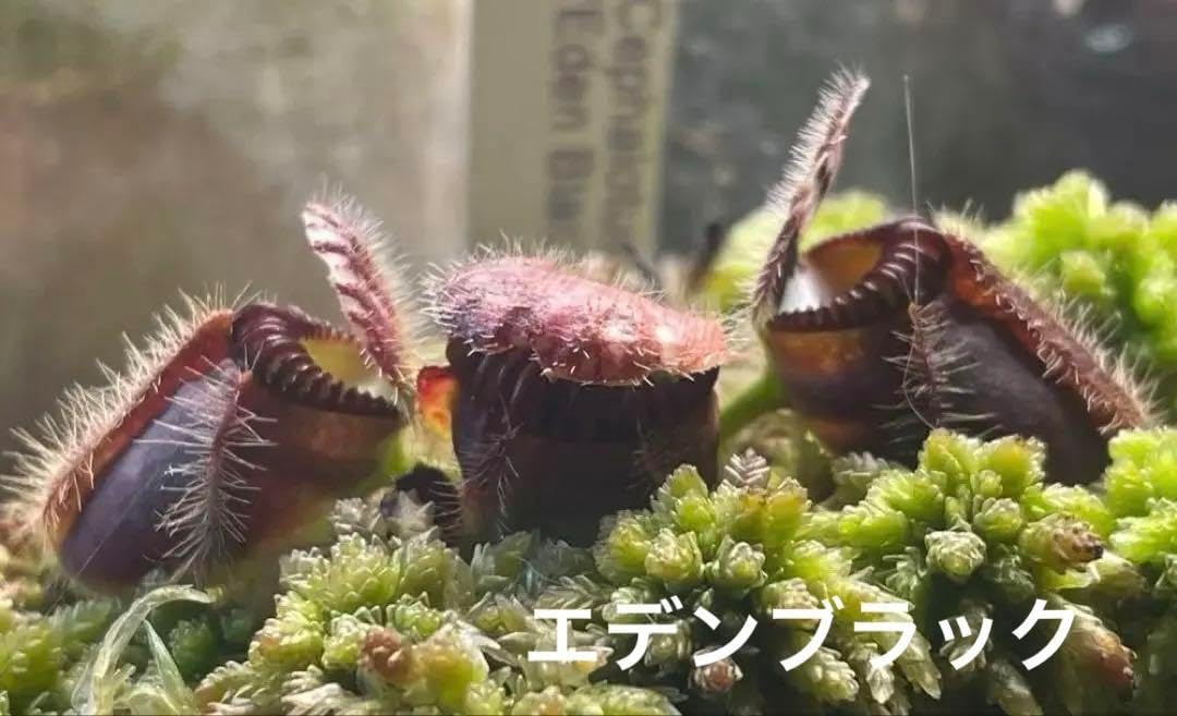 セファロタス フォリキュラリス エデンブラック CZP 株分け苗 食