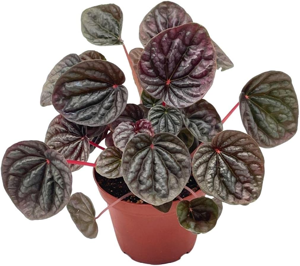 BubbleBlooms Red Emerald Ripple Peperomia in a 4 inch Pot Pep Caperata