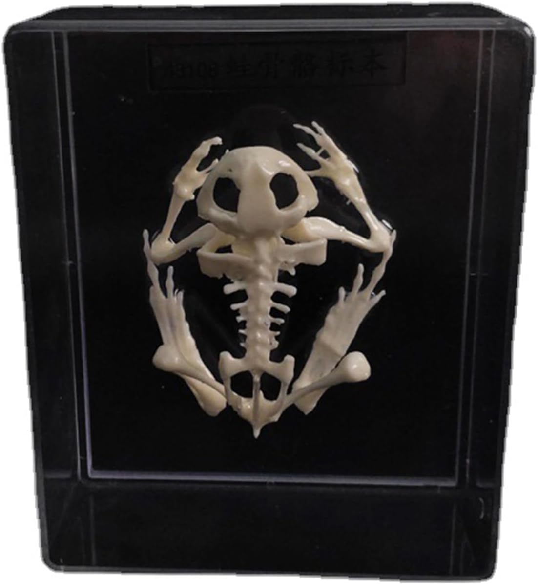 Frog Skeleton Natural Bone Model - Transparent Resin Animal Skeleton Embedding Specimen - Real Frog Skeleton Science Education Animal Anatomy Specimens,A,45mm,B-45mm