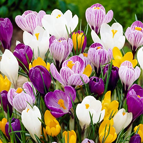 Blumenzwiebeln Sommerblher Mehrjhrig