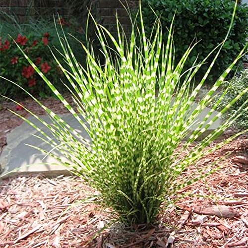 Qauzuy Garden 10 Seeds Zebra Grass Variegated Maiden Grass Miscanthus Sinensis Zebrinus Seeds Perennial Ornamental Grass Hardy Easy To Grow Low-Maintenance #TOP2
