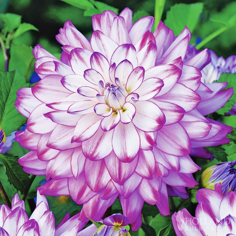 Who Dun It Decorative Dahlia