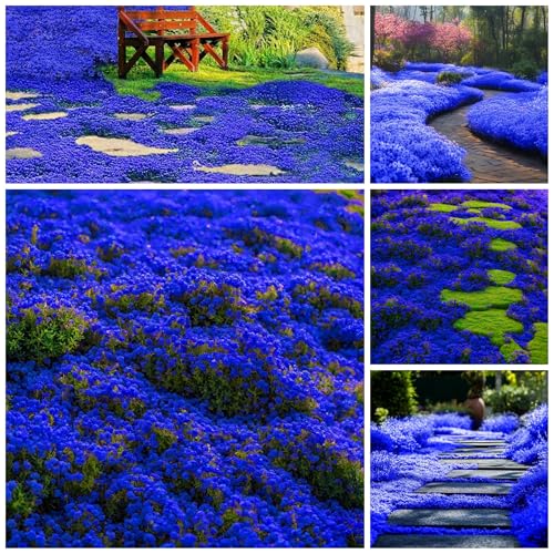 29000+ Magic Creeping Thyme Seeds for Planting Perennial Ground Cover