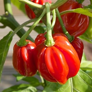 Viridis Hortus - 20 x Scotch Bonnet Red Chili Hot Pepper Vegetable Seeds