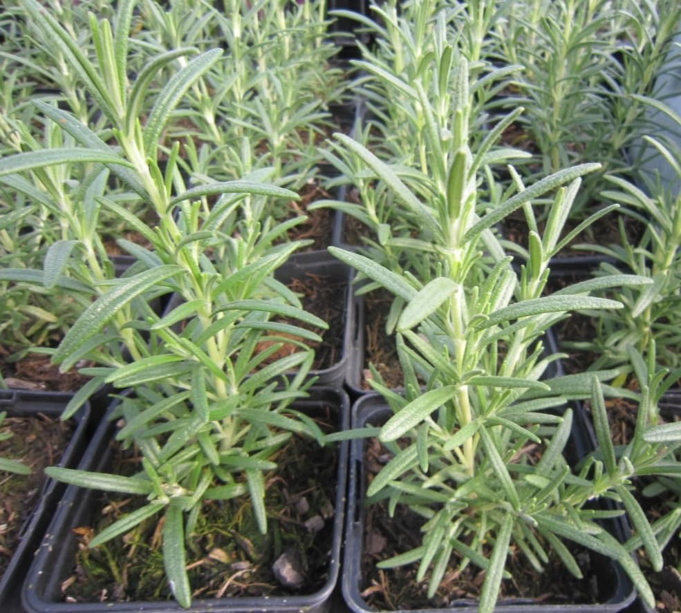 6 plantas de romero resistentes para plantar, plantas de romero REX, plantas de romero culinarias, plantas de semillero de hierbas aromáticas,