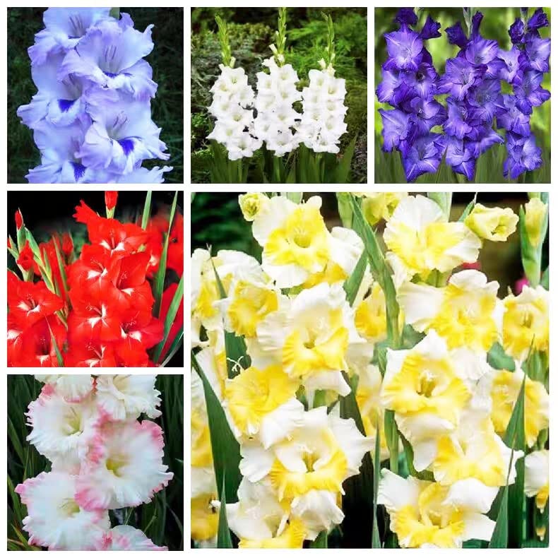Bulbos De Gladiolos – 15 Unidades Para Macetas, Balcones O Jardín, Fáciles De Cultivar Y Con Flores Coloridas